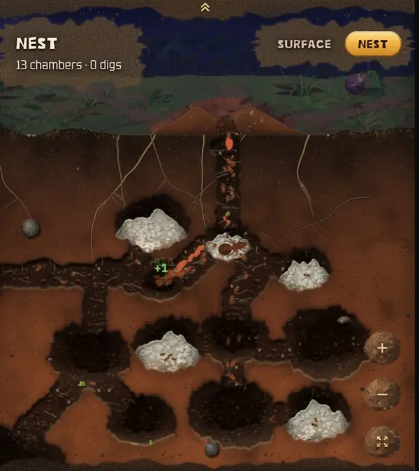 A grown nest with thirteen chambers, piles of brood and the queen at the center